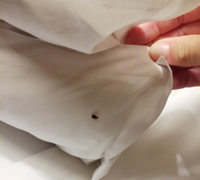 Bedbug in the sheets, image from Envato Elements