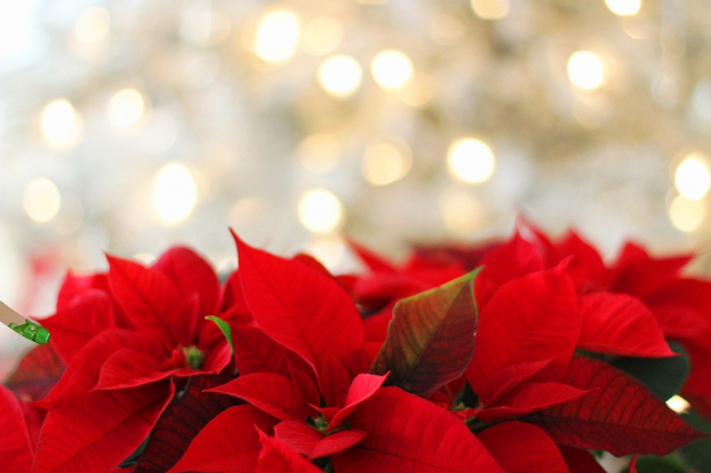 Flor de Navidad - Pixabay