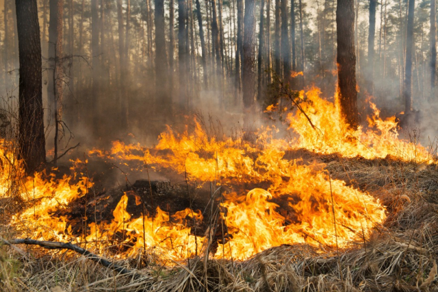 Forest fire, image from Envato Elements