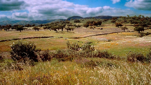 Parque natural de Sierra de Aracena y Picos de Aroche