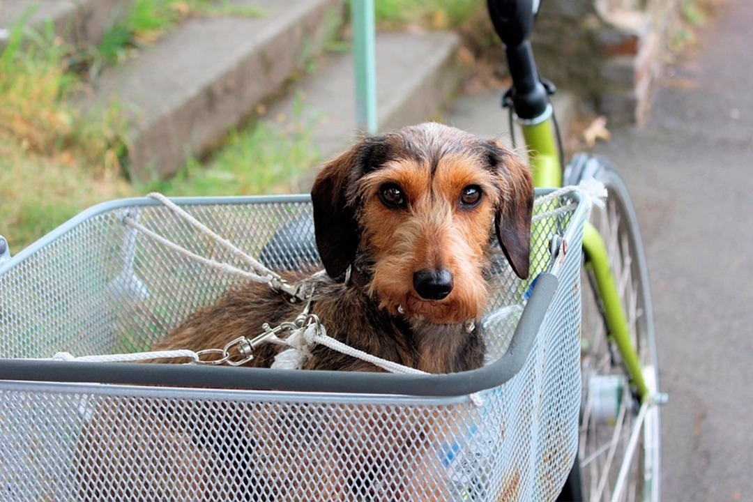 También puedes acoplar una cesta para transportar a tu perro en bici